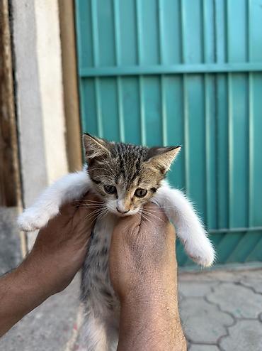 кошка белый: Кошка даром: Беспородная, 1 месяц, Мальчик, Приучена к лотку — 4