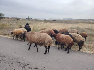 Qoyunlar, qoçlar: Qala cinsi qoyunlar razılaşma yolu ilə — 5