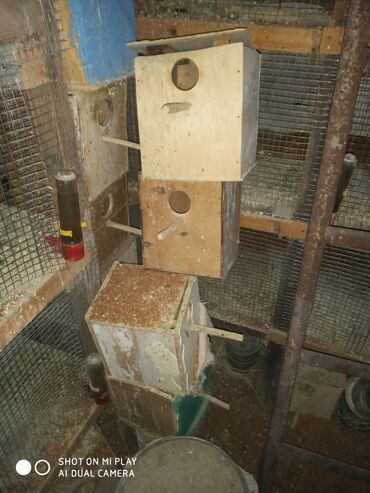 hamster yuvası: Valnisti papuqay yuvaları satılır işlənmiş yuvalardir say 120 ədəddə