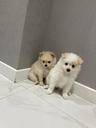 dovwan satiwi: Spitz balalari Satilir, 1 ayliqdilqr