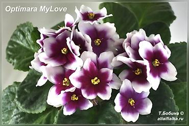 Фиалки и глоксинии: 🌱🌺🌱 Продаю сортовые ДЕТКИ стандартных, трейлерныхмини и полумини — 11