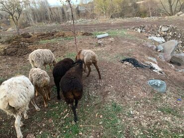 объявления о собаках sobaka: Продаю | Овца (самка) | Для разведения