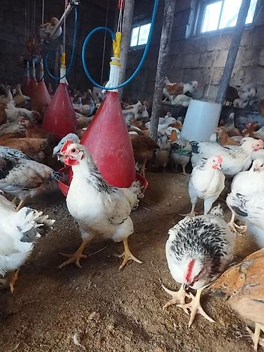 Quşlar: 49 günlük tam sağalam — 1