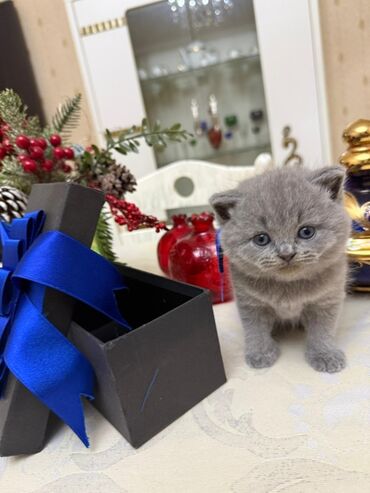 Pişiklər: Şotland yastı qulaq — 6