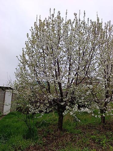 Слива: Саженцы плодовых деревьев (садовые Черешня кокон гилас 5штук Абрикос — 11