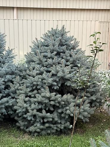 фиалки химеры: Ель колючая голубая (Picea pungens ‘Glauca’) — декоративные хвойные — 2