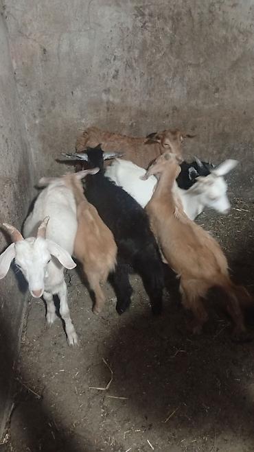 Erkək və dişi çəpişlər - Diri çəkisi: 13–16 kq - Qiymət aralığı