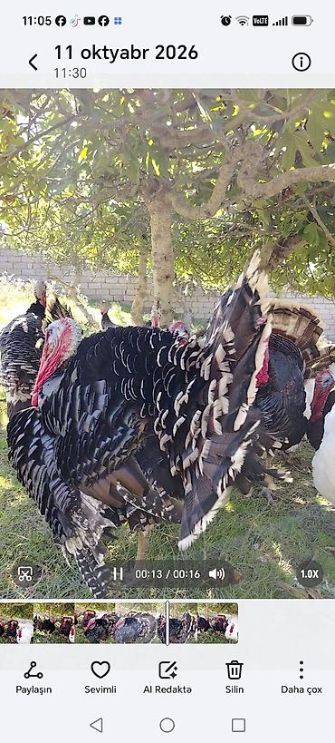 hınduska: Erkək, Damazlıq — 6