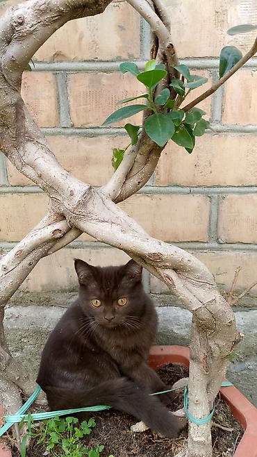 Скотиш Страйт (Шотландская прямоухая), 3 месяца, Мальчик, Шоколадный