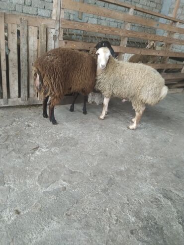 Qoyunlar, qoçlar: Saxlama şəraitində bəslənən damazlıq qoyunlar və quzular. - Növlər — 5