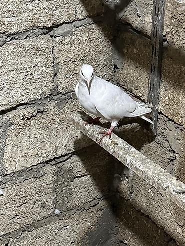 goyercin yemi: Ağ rəngli göyərçinlər – dekorativ və uçuş üçün əlverişli yerli cins — 4