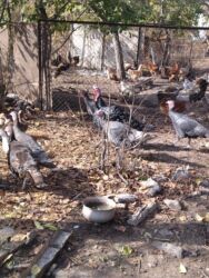 кошка домик: Продаю | Индюшка (самка), Индюк (самец) | Полукровка, Черный принц | На забой, Для разведения | Племенные at lalafo.kg кошка домик: Продаю | Индюшка (самка), Индюк (самец) | Полукровка, Черный принц | На забой, Для разведения | Племенные