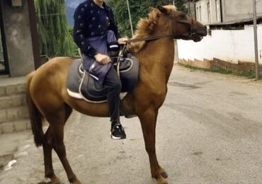 Товары для с/х животных: Самка, лет: 4, Самовывоз