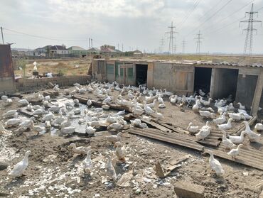 Digər quşlar: Ördek satışı 5 aylığdır 1i 14manat