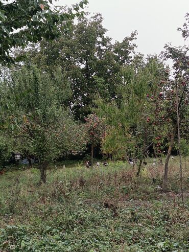 Torpaq sahələrinin satışı: 22 sot, Kənd təsərrüfatı, Barter mümkündür, Kupça (Çıxarış) — 5