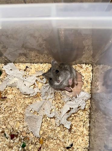 Gəmiricilər: Cırtdan hamsterlər – damazlıqdan - Növ: cırtdan (dwarf) hamsterlər - — 5