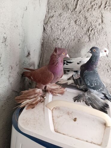 ineklerin satisi: Satılır 3cudə barter var itlə vachapp 0703180552