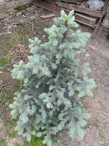 Ель: Продаю ели голубые — 10