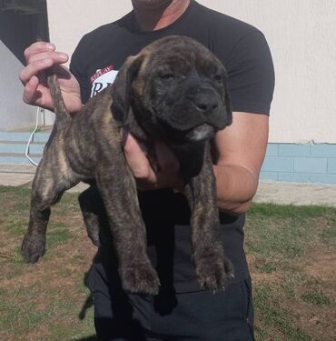 Psi: Presa Canario štenci na prodaju, stari mesec i po dana. Vakcinisani — 8