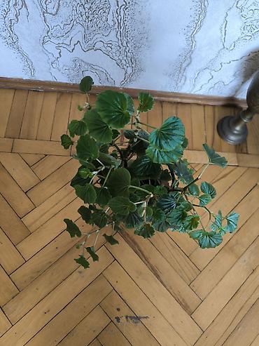suni sam agaclari: 🌸 Dibçəkdə begonia satılır! 🪴 Heç bir əlavə əkmə işinə ehtiyac yoxdur — 5