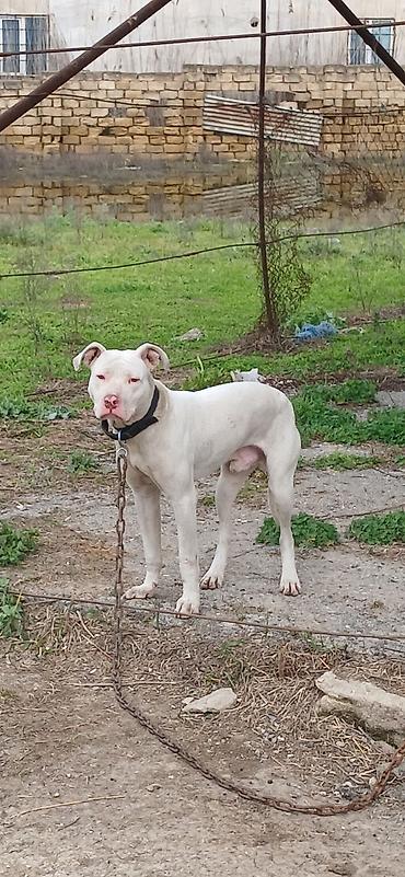 İtlər: Pitbul, 10 ay, Erkek, Peyvəndli — 14