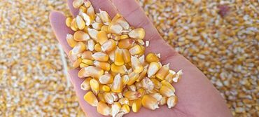 зеркало с подсветкой цена бишкек: Кукуруза