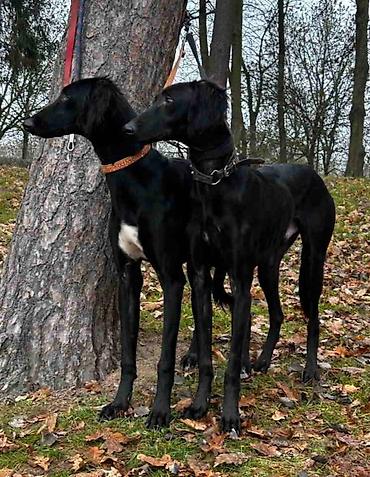 Psi: Saluki štenci, jedinstvena prilika Nudim četiri mužjaka crne boje — 5