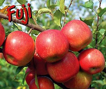 Tinglər: Goyce ve birinci sort turk eriyi tinglerine xususi endirimlerimiz var — 6