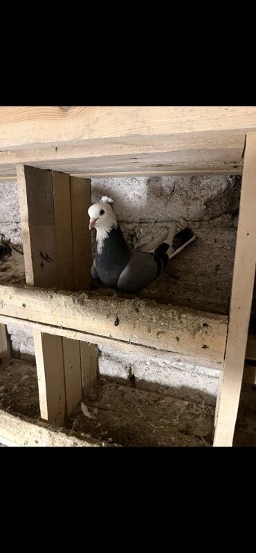 Göyərçinlər: Göy nişanlar ağlar 30dan coxdu balalarnan hamisi 10azn den abtavoy — 3