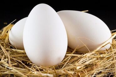 Другие с/х животные: Инкубационные гусиные яйца до 40штук