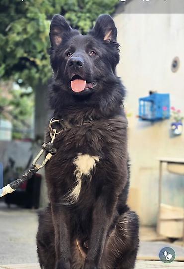 it ucun tasma: 3 il, Erkək, Cütləşmə üçün, Ünvandan götürmə — 2