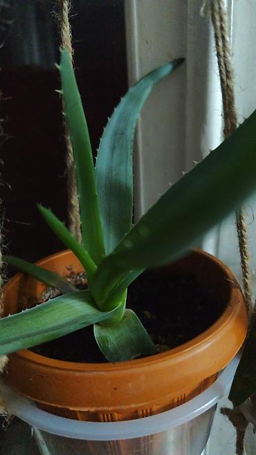 Декабристы: Алоэ Вера детки и алоэ столетник, для красоты, для лечения — 4