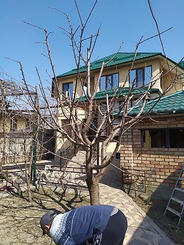талас терек: Услуги садовника. делаю обрезку плодовых деревьев и кустарников — 8