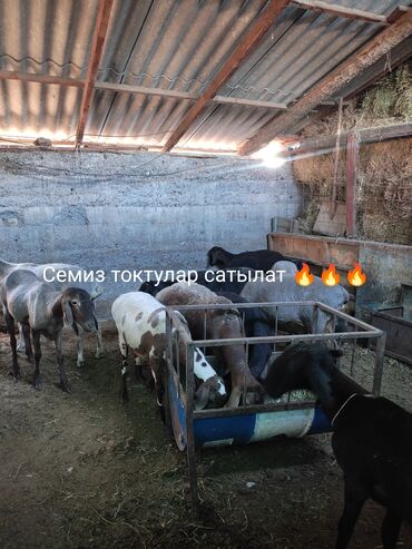 корм для коров цена: Продаю