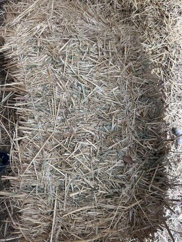 наполнитель для животных: Солома в тюках - Натуральная солома, прессованная в прямоугольные