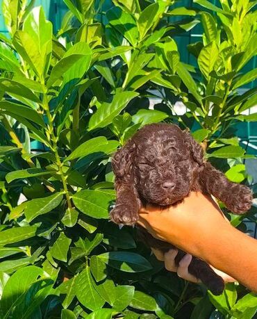 Psi: Lagotto Romagnolo štenci Odgajivačnica "Bellgotto" 7522 sa — 10