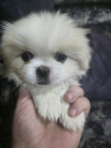 İtlər: Pekines, 2 ay, Dişi — 21