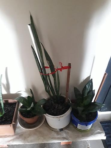 gül toxum satışı: Məhsul: Sansevieria (Əjdaha dili, Qaynana dili) – müxtəlif ölçülərdə — 3