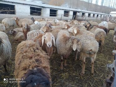 домик для кот: Продаю | Баран (самец) | Гиссарская | На забой | Племенные at lalafo.kg домик для кот: Продаю | Баран (самец) | Гиссарская | На забой | Племенные