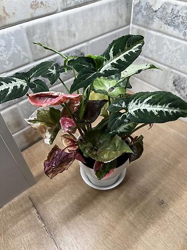 Хойи: Фитолампа 600сом 15 ватт длина 0,9м. Фитильный горшок новые обьем 0,5 — 6