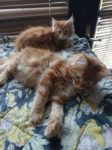 Mačke: Mace dugodlake – leglo prelepih mačića - Tip: kućne mačke dugodlake — 3