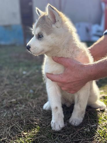 Продажа собак: Хаски, 1 месяц, Самка — 5