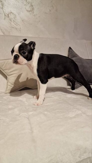 Psi: Na prodaju štenci rase BOSTON TERIJER, prekrasnih, zdravih roditelja na lalafo.rs — 16 Psi: Na prodaju štenci rase BOSTON TERIJER, prekrasnih, zdravih roditelja — 16