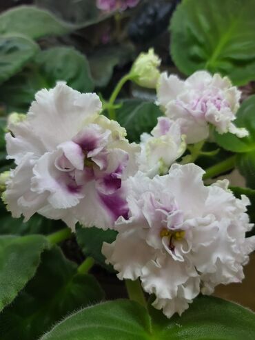 Otaq bitkiləri: 5,6 m starter — 19