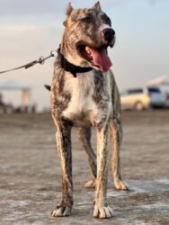 İtlər: Pitbul, 5 ay, Erkek, Peyvəndli, Ünvandan götürmə