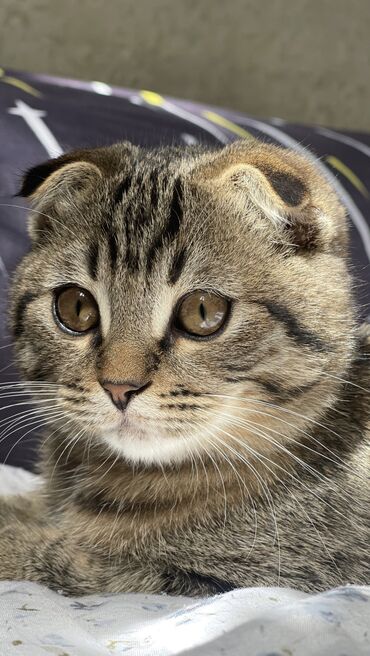 Коты: Продается кот,чистокровный шотландец,вислоухий,не