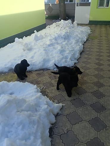 Продажа собак: Продаются щенки чистый немецкий овчарки воз 1 месяца только званиит — 11