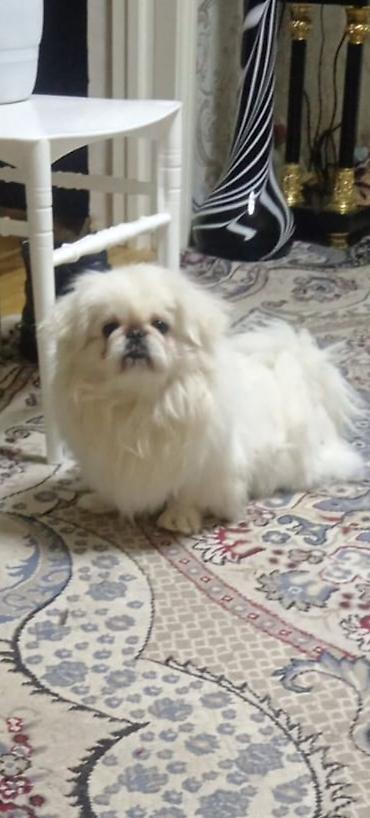 doberman itləri: Pekines, 2 il, Erkək — 1