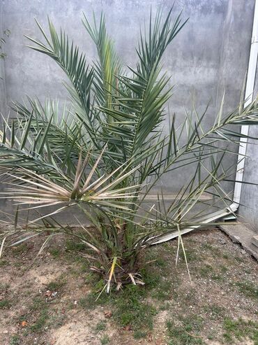 где купить алоэ вера: Xurmayı xatırladan dekorativ palma (Phoenix spp.) - Həyətyanı