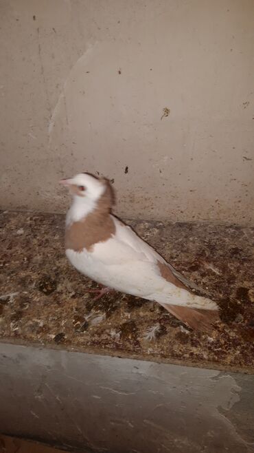 Göyərçinlər: Bawi kekili dizden cilpaq boynu qülü sari quyruqlar axi olanlarda var — 1